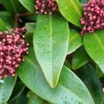 Skimmia japonica برگ