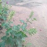 Glandularia peruviana 葉