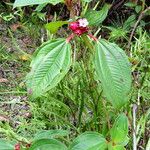 Tristemma mauritianum Tervik taim