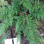 Polystichum luctuosum Folha