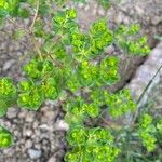 Euphorbia pterococca Leaf