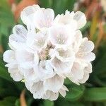 Armeria pseudarmeria Blomma