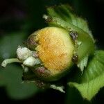 Dalechampia websteri Fruto