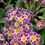 Primula verisKvet