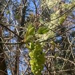 Acer macrophyllumFlower