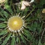 Carlina acanthifolia Vrucht