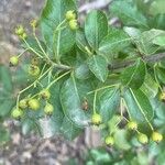 Pyracantha coccineaЛисток