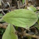 Gamochaeta purpurea Leaf