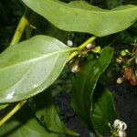 Chiococca alba Yaprak