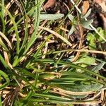 Carex pyrenaica Leaf