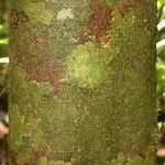 Eperua rubiginosa Corteza
