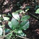 Gnetum africanum Leaf