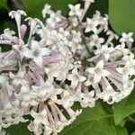 Syringa villosa Blüte