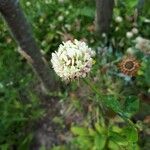 Trifolium hybridum Lorea