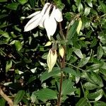 Aquilegia vulgaris Virág