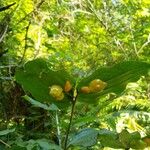 Prosartes smithii Fruit