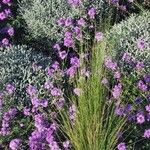 Verbena hassleriana Flower