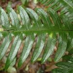 Pteris mildbraedii 葉