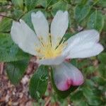 Camellia sasanqua Kukka