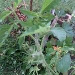 Solanum lycopersicum 葉
