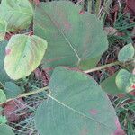 Reynoutria × bohemica Leaf