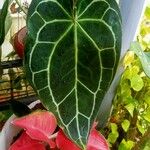 Anthurium clarinervium List