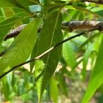 Annona reticulataᱥᱟᱠᱟᱢ