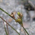 Juncus tenuis Fruit