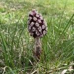 Petasites hybridusFlower