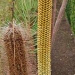 Banksia spinulosa പുഷ്പം