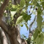 Celtis australis Fruit