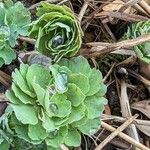 Aquilegia vulgaris Leaf