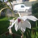 Gladiolus murielae Flower