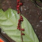 Antidesma vogelianum Fruit