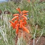 Aloe amudatensis Flor