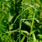 Brachypodium flexum Flor