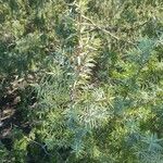 Juniperus communis 叶