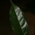 Oxandra asbeckii Frunză