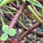 Oxalis ptychoclada Bark