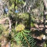 Pultenaea stipularis Λουλούδι