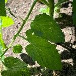Solanum pimpinellifolium ᱥᱟᱠᱟᱢ