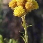 Helichrysum saxatile Květ