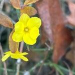 Jasminum nudiflorumΛουλούδι