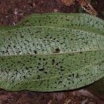 Miconia sparrei Leaf
