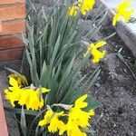 Narcissus pseudonarcissus Blodyn