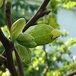 Diospyros kaki Leaf