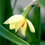Narcissus jonquilla Blüte