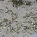 Anthemis secundiramea Habitus