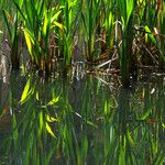 Typha latifolia برگ