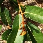 Ficus velutina Hoja